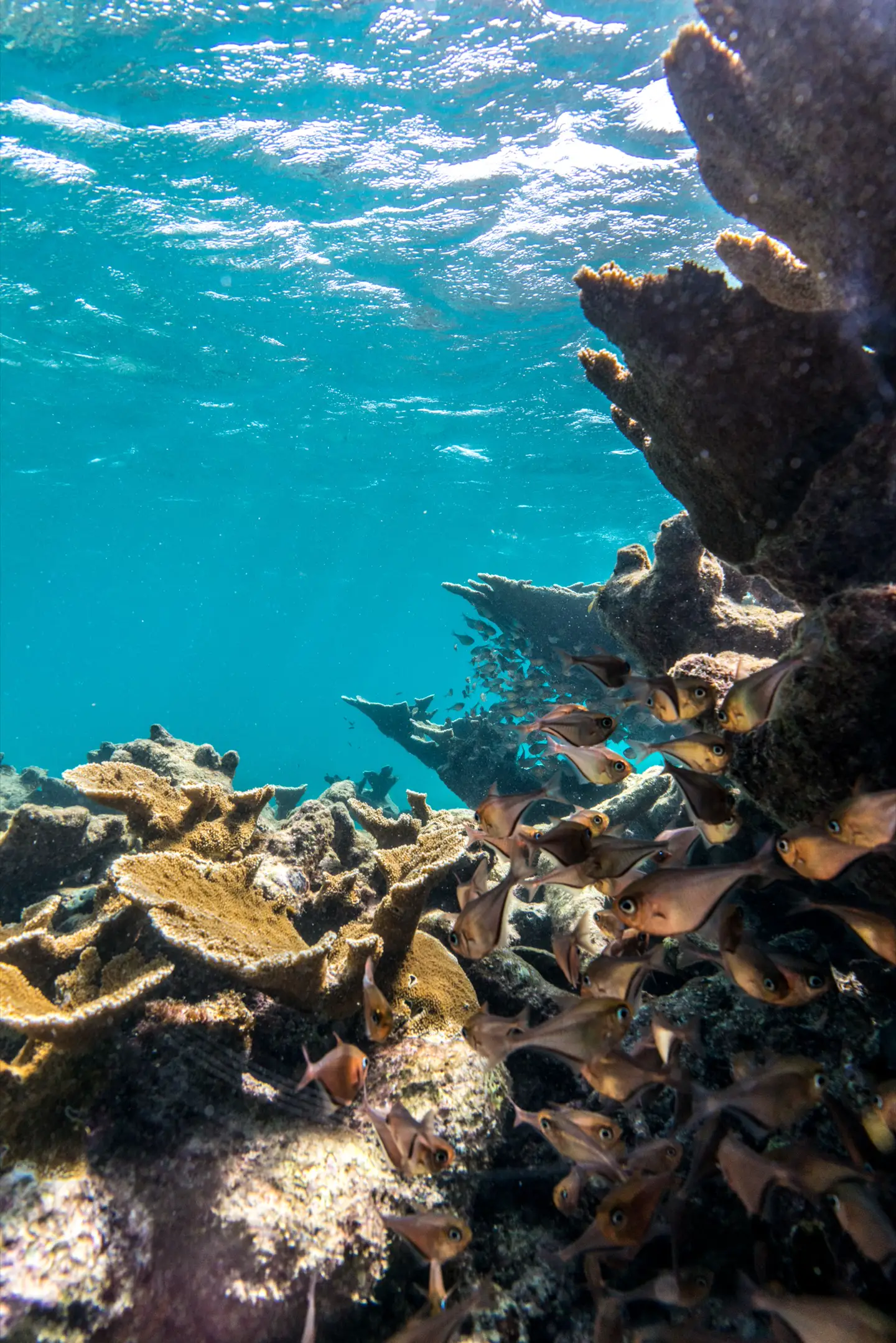 Arrecife bajo agua clara en Aruba